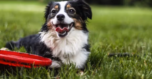 Selling Pet Supplies on Amazon: A Sticky, Repeat-Purchase Category With Real Traps